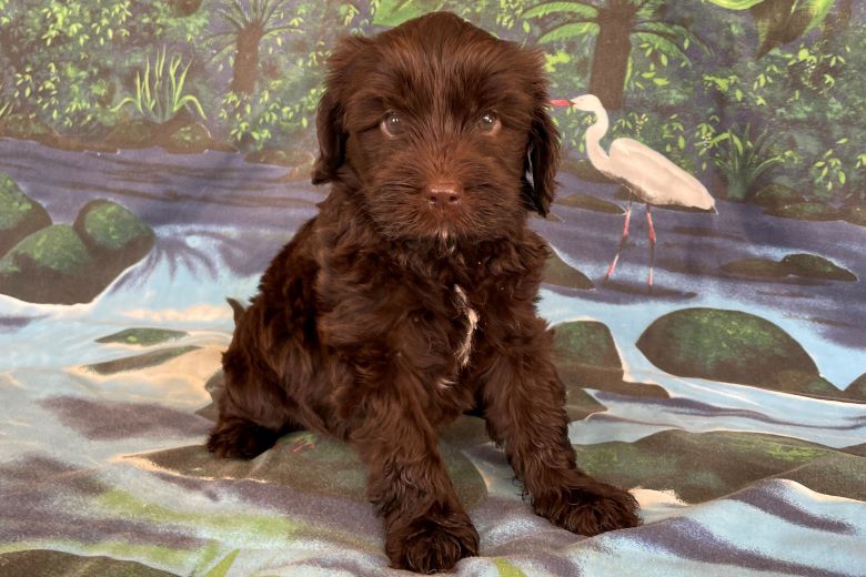 labradoodle