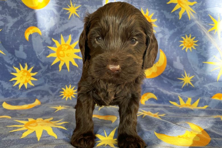 labradoodle