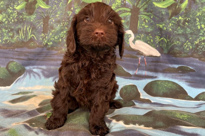 labradoodle