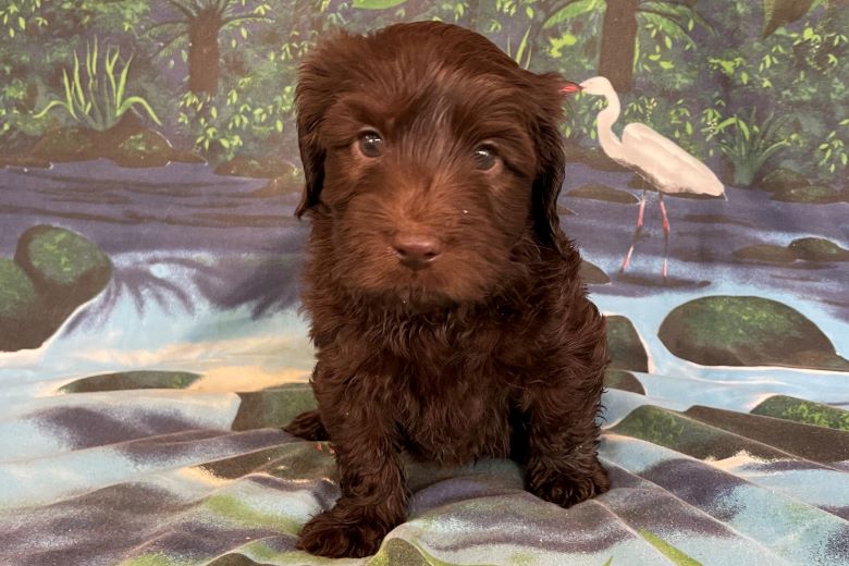 labradoodle