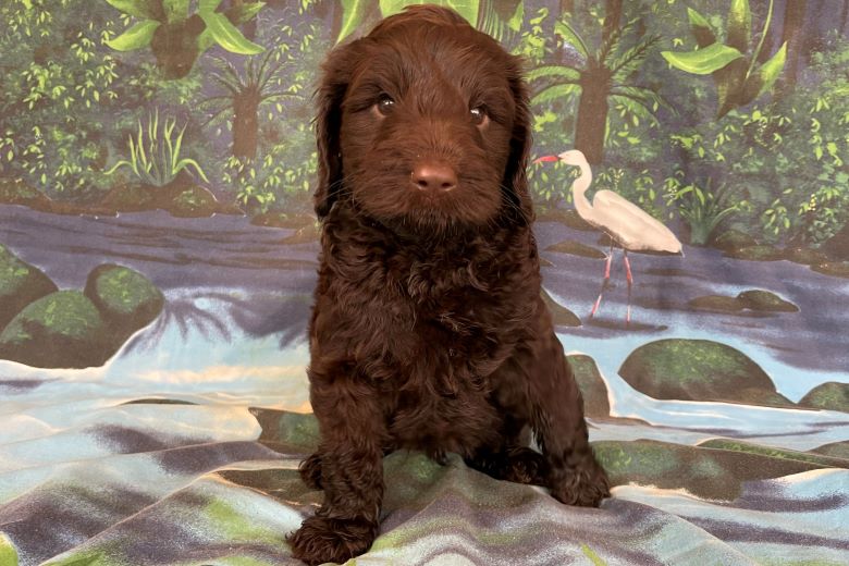 labradoodle