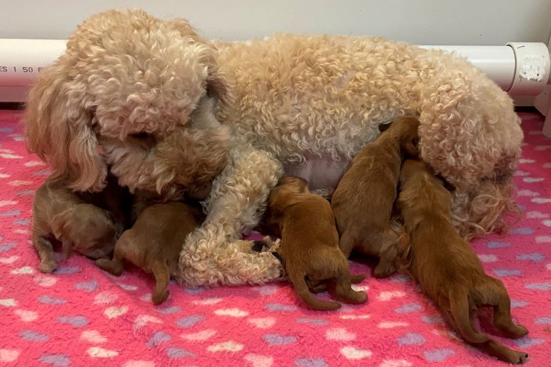 labradoodles