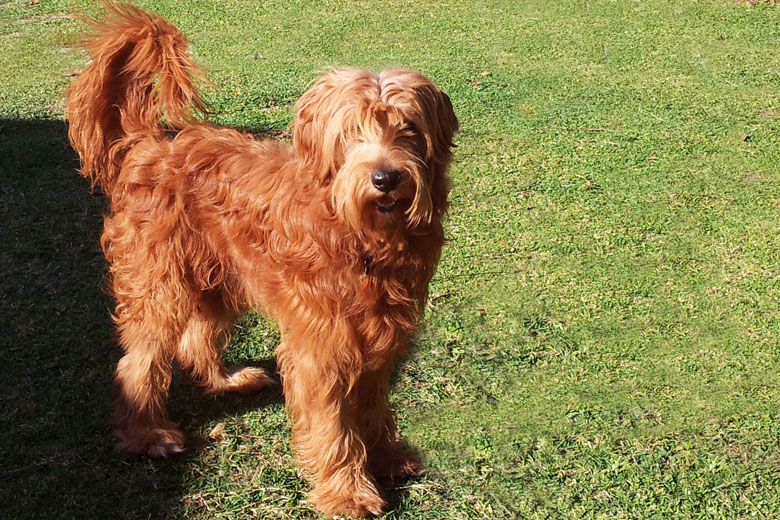 labradoodle sire redheart